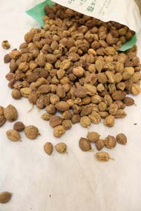 1677658108234994.jpg 砂仁2.jpg